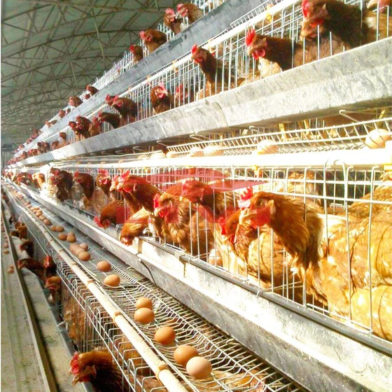 automatic-poultry-cages-1.webp