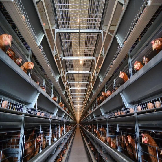 automatic-poultry-cages-2.webp