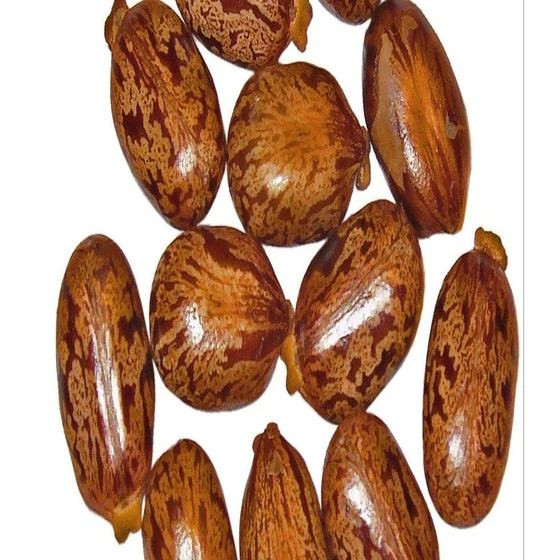 castor-brown-seed-2.webp