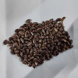 Castor Dried Seed