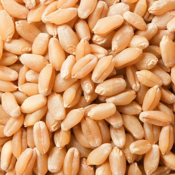natural-wheat-grains-2.webp