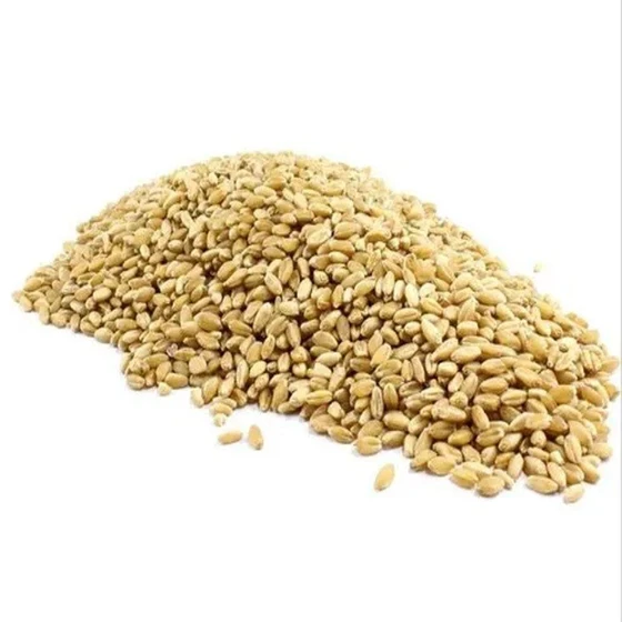 hard-wheat-grain-2.webp