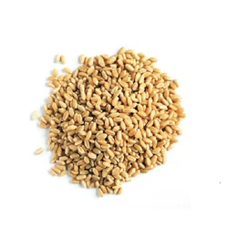 Hard Wheat Grain