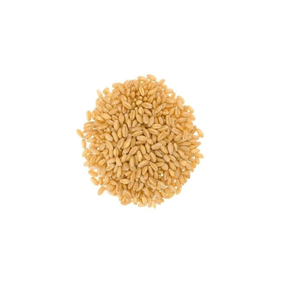 hard-red-winter-wheat-2.webp