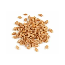 Hard Red Winter Wheat