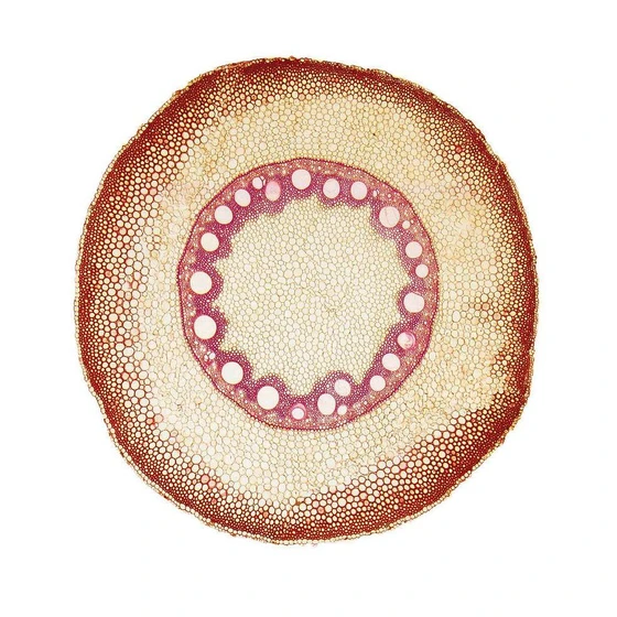 laboratory-monocot-root-2.webp
