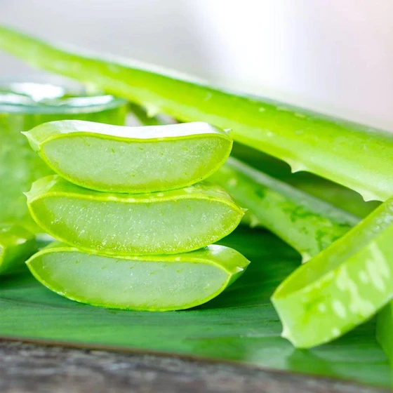 organic-aloe-vera-2.webp