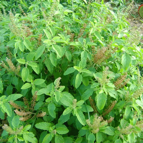 herbal-natural-tulsi-2.webp