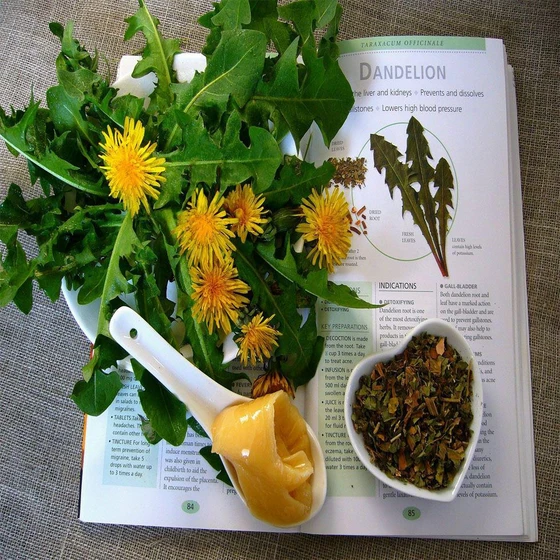 dandelion-root-herb-2.webp