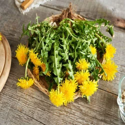 Dandelion Root Herb