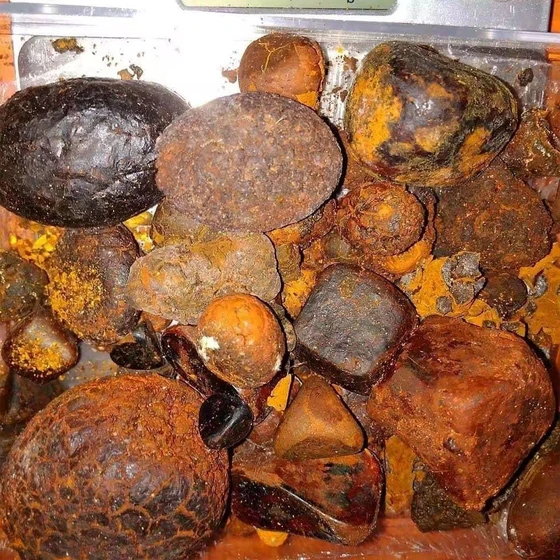 natural-ox-gallstones-2.webp