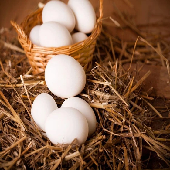white-chicken-eggs-2.webp