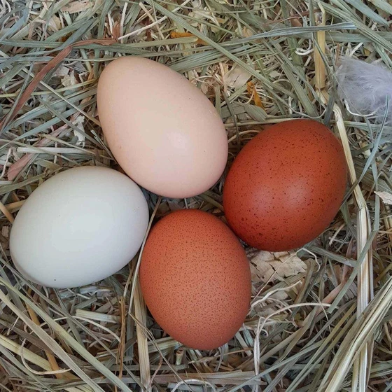 fresh-chicken-eggs-1.webp