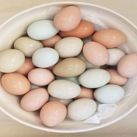fresh-chicken-eggs-2.webp