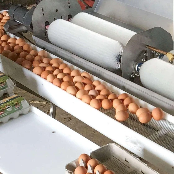 eggs-washer-machine-2.webp