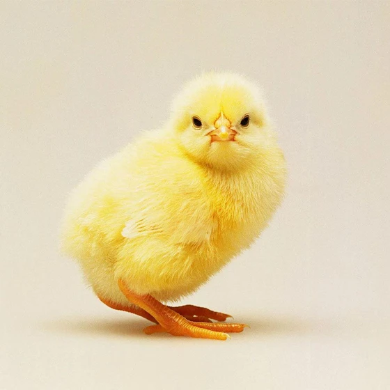live-male-chicks-2.webp