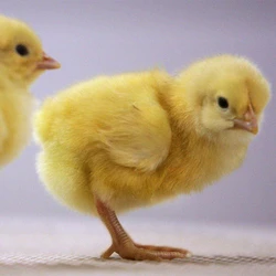 Live Male Chicks