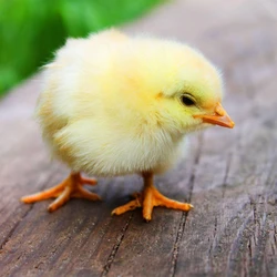 Yellow Live Chicks