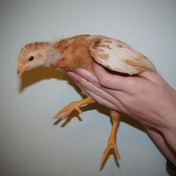 Brown Live Chicks