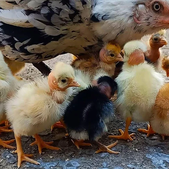 desi-hen-chicks-1.webp