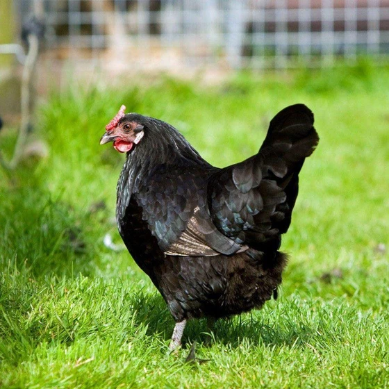 kadaknath-hen-chicks-2.webp