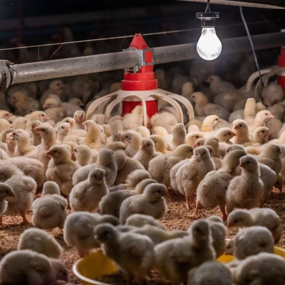 farm-hen-chicks-2.webp