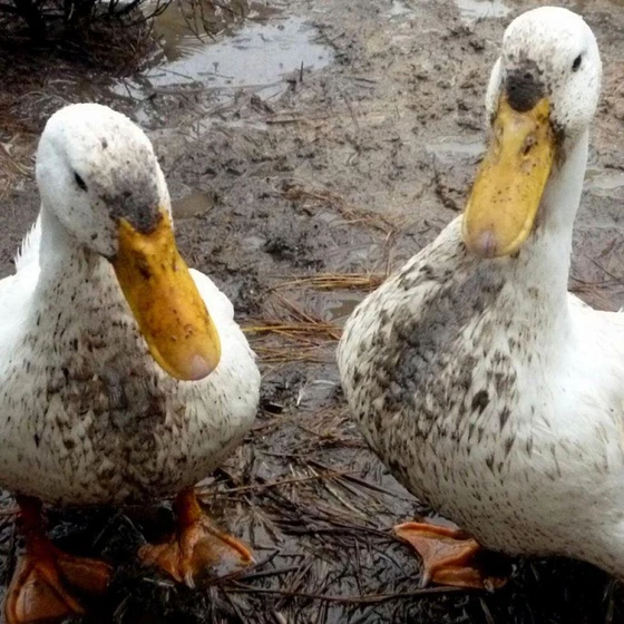 healthy-ducks-farming-1.webp