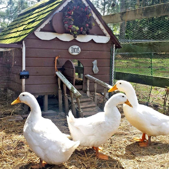 healthy-ducks-farming-2.webp