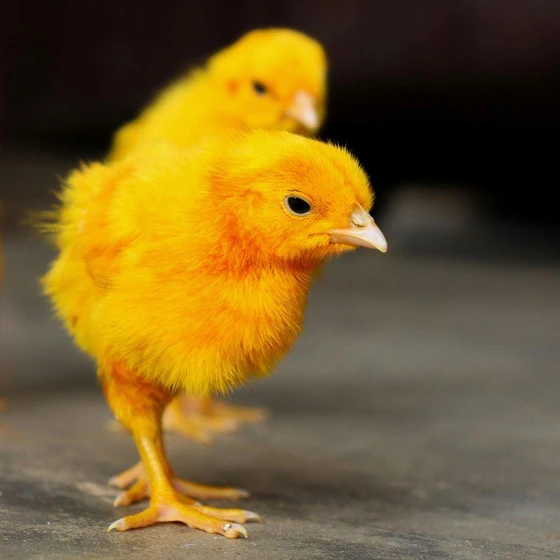 yellow-small-chicks-2.webp