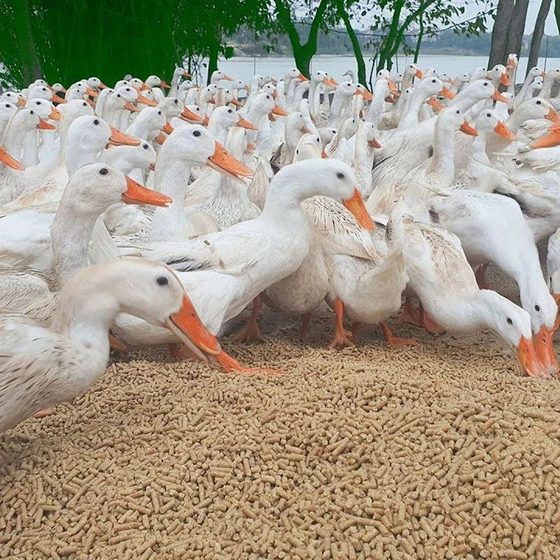 white-duck-farming-2.webp