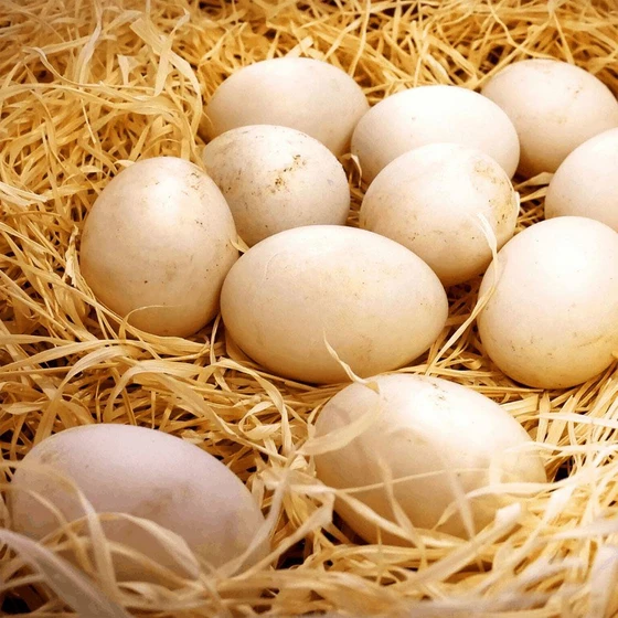 fresh-duck-eggs-1.webp