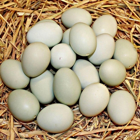 fresh-duck-eggs-2.webp