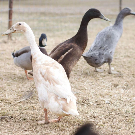 indian-runner-ducklings-2.webp