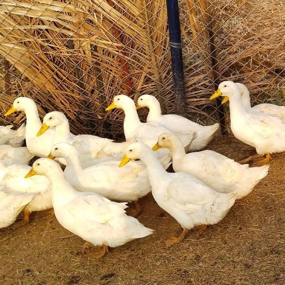 duck-farming-chicks-1.webp