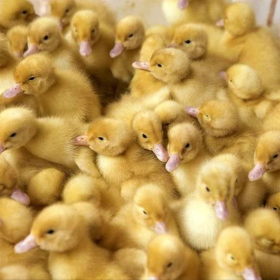 duck-farming-chicks-2.webp