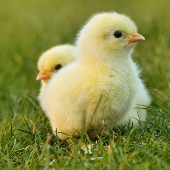 yellow-baby-chicks-2.webp