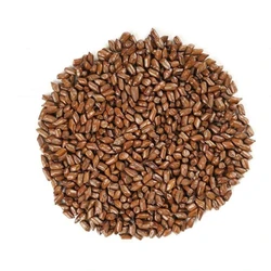 Cassia Tora Seed