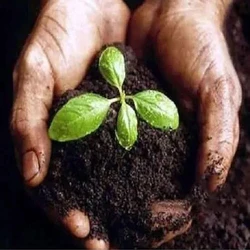 Microbial Bio Fertilizer