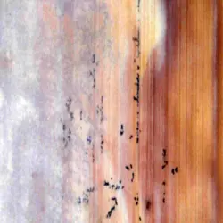 30mm Gwalior Mint Sand Stone Slab, Thickness 40 Mm