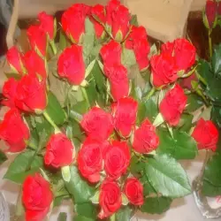 Rose Flower, Packaging Type Plastic Bottle