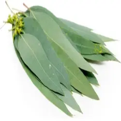 Fresh Eucalyptus Leaves, Is It With Vase Withoout Vase