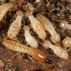 Termite Service, Service LocationCity Pan India