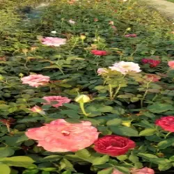 Light Rose, Color Sweet avalanche