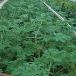 Pelargonium Survivor Bright Flower Plant, Color Green