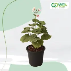 Pelargonium Survivor Sky Flower Plant, Soil Specific Well Drained