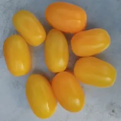 Sustainability Tomatoes, Quality Available A Grade