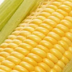 Sweet Corn Seeds, Weight 450-500 gm