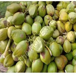 green tender coconut bigger, Packaging Type Plastic or Polythene Bag