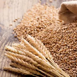 wheat seed, UsageApplication Agriculture