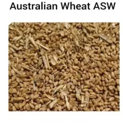 wheat seed, Specialty High in Protein, No Artificial Flavour
